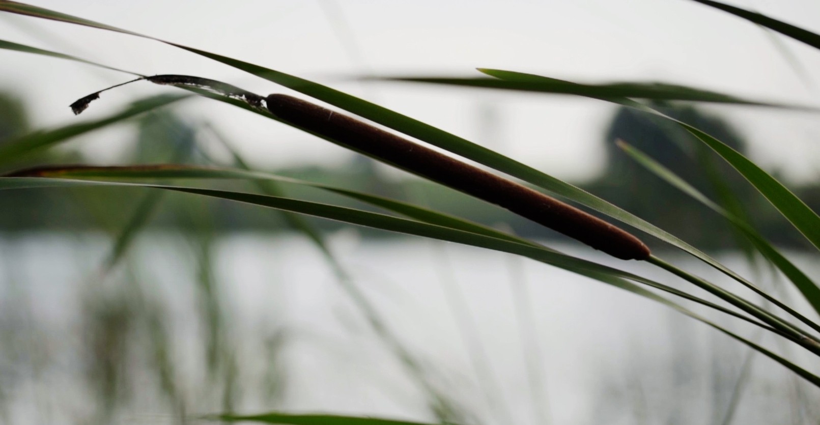 Roseaux au bord d’un étang dans les Dombes, dans l’Ain.